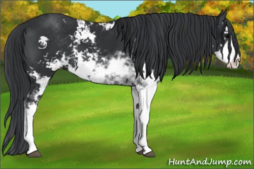 Horse Color:Black Sabino 