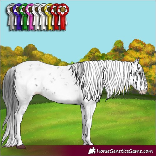 Horse Color:Black Sabino 