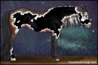 Horse Color:Bay Frame 