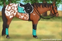 Horse Color:Bay Appaloosa