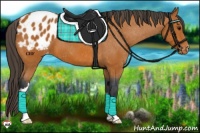 Horse Color:Bay Appaloosa 