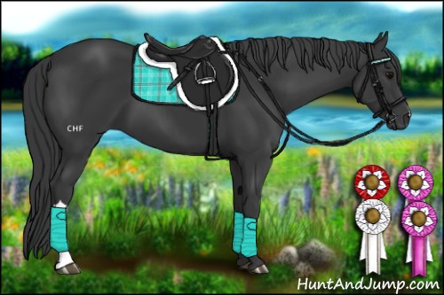 Horse Color:Black 