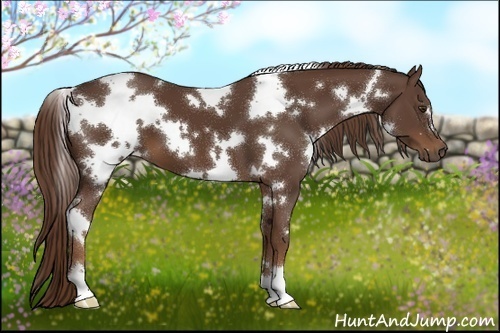 Horse Color:White Spotted Liver Chestnut 
