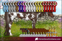 Horse Color:White Spotted Liver Chestnut