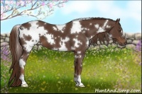 Horse Color:White Spotted Liver Chestnut 