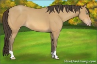 Horse Color:Amber Champagne