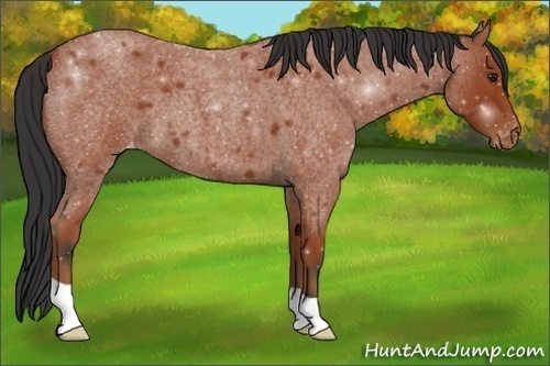 Horse Color:Bay Roan Appaloosa 