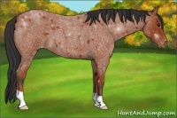 Horse Color:Bay Roan Appaloosa 