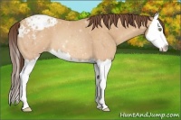 Horse Color:Amber Champagne Roan Splash Appaloosa