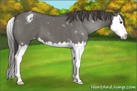 Horse Color:Grullo Roan Sabino Splash Varnish