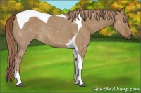 Horse Color:Red Dun Tobiano Rabicano 