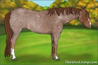 Horse Color:Red Roan Sabino 