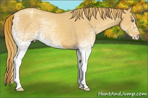 Horse Color:White Spotted Gold Champagne Appaloosa