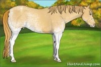 Horse Color:White Spotted Gold Champagne Varnish