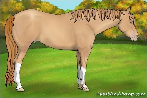 Horse Color:Gold Champagne 