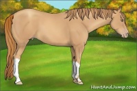 Horse Color:Gold Champagne