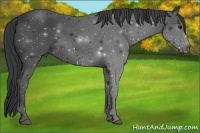 Horse Color:Black Rabicano