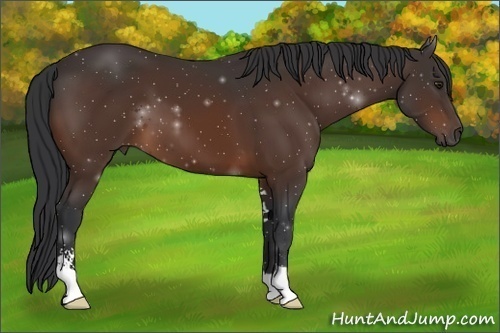 Horse Color:Bay Sabino 