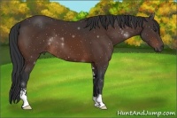 Horse Color:Bay Sabino
