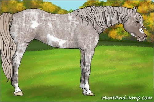 Horse Color:Silver Blue Ice Roan Frame 