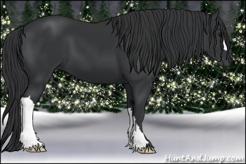 Horse Color:Black 