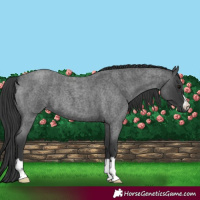 Horse Color:Blue Roan 