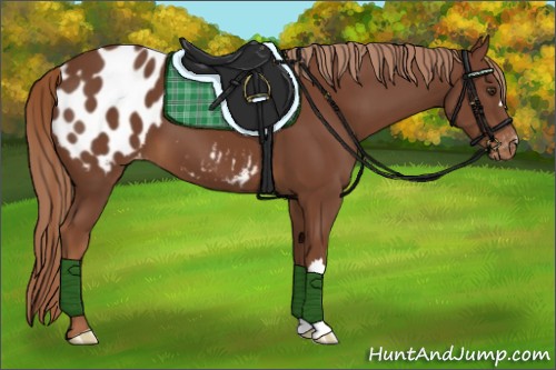 Horse Color:Chestnut Blanket 