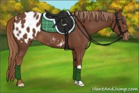 Horse Color:Chestnut Blanket 