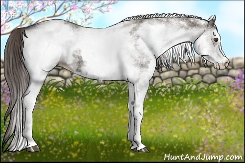 Horse Color:White Spotted Liver Chestnut