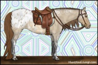 Horse Color:Buckskin Ice Roan Dun Appaloosa 