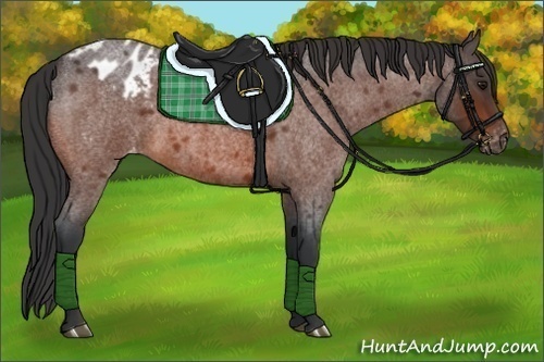 Horse Color:Bay Roan Appaloosa 