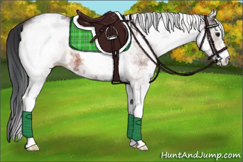 Horse Color:White Spotted Bay 