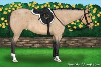 Horse Color:Buckskin Roan 