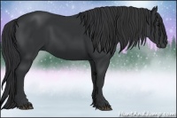 Horse Color:Black 