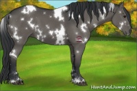 Horse Color:White Spotted Black 