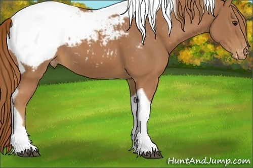 Horse Color:Chestnut Tobiano Appaloosa