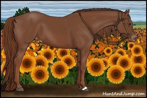 Horse Color:Chestnut Appaloosa 
