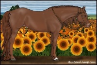 Horse Color:Chestnut Appaloosa 
