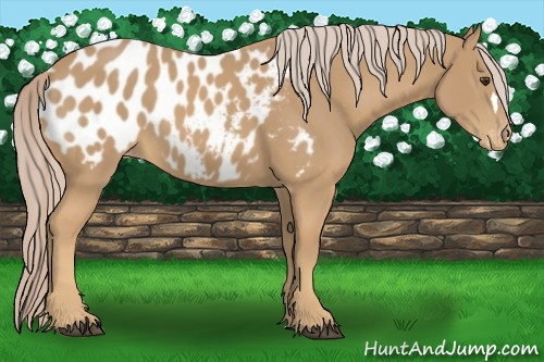 Horse Color:Palomino Near Leopard