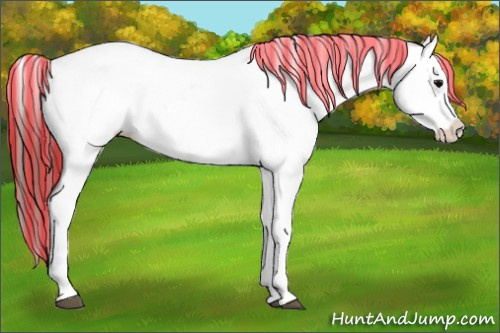 Horse Color:Painted Black Appaloosa 