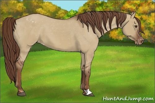 Horse Color:Red Dun Appaloosa 