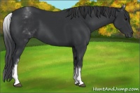 Horse Color:White Spotted Black