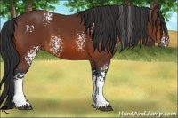Horse Color:White Spotted Brown 