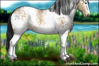 Horse Color:White Spotted Bay Dun