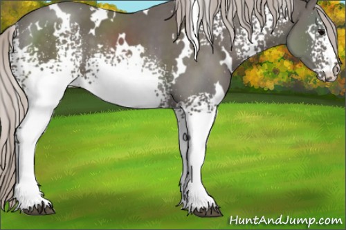 Horse Color:White Spotted Silver Black 