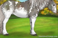 Horse Color:White Spotted Silver Black 
