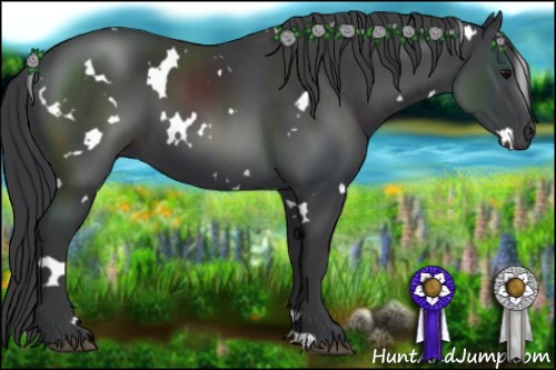 Horse Color:White Spotted Black 