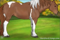 Horse Color:Chestnut Tobiano 