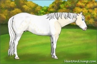 Horse Color:Silver Buckskin Dun Splash Tobiano Appaloosa Rabicano 