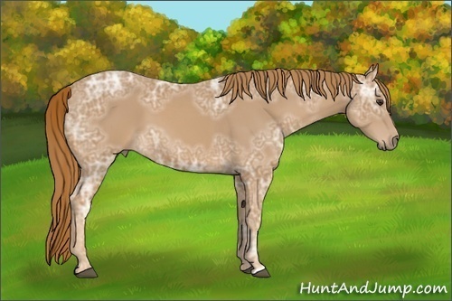 Horse Color:Chestnut Ice 